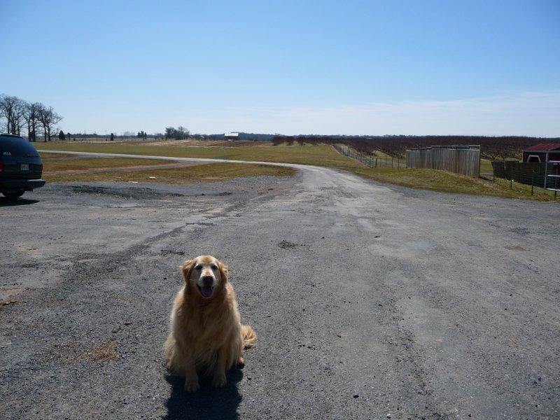 1 farm dog pic